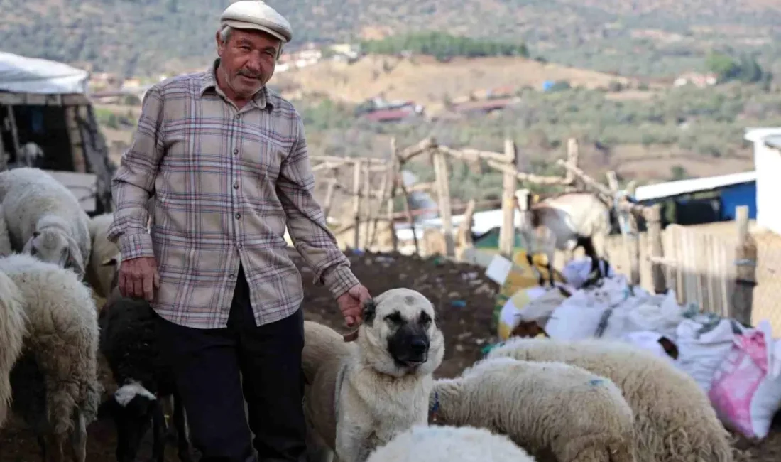 Bozdoğan çobanlarının günlük mücadeleleri