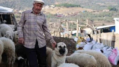 Bozdoğan çobanlarının günlük mücadeleleri ve