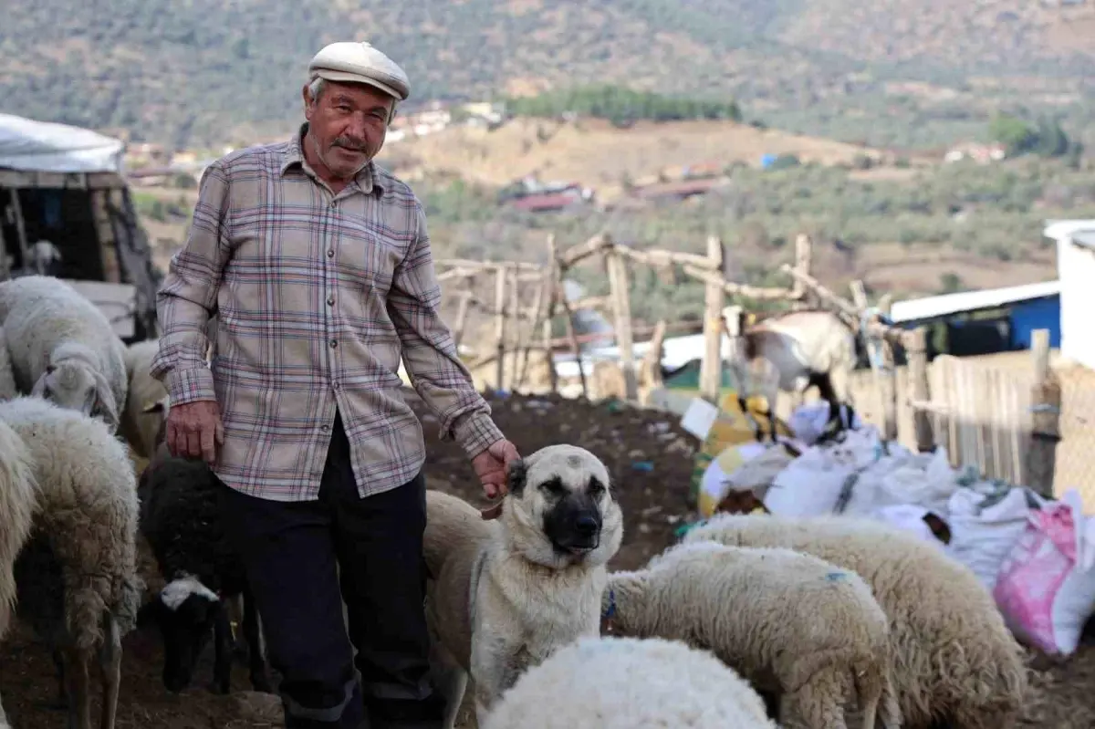 Bozdoğan Çobanlarının Günlük Mücadeleleri ve Güncel Sorunlar