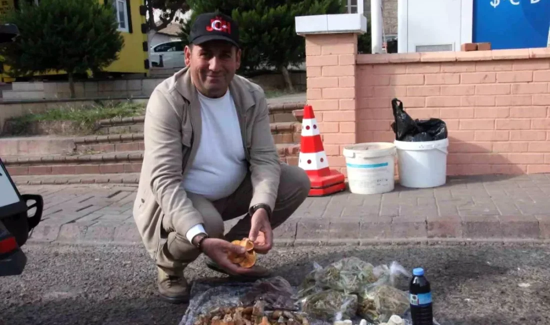 Bozdoğan'da doğal mantar toplamanın