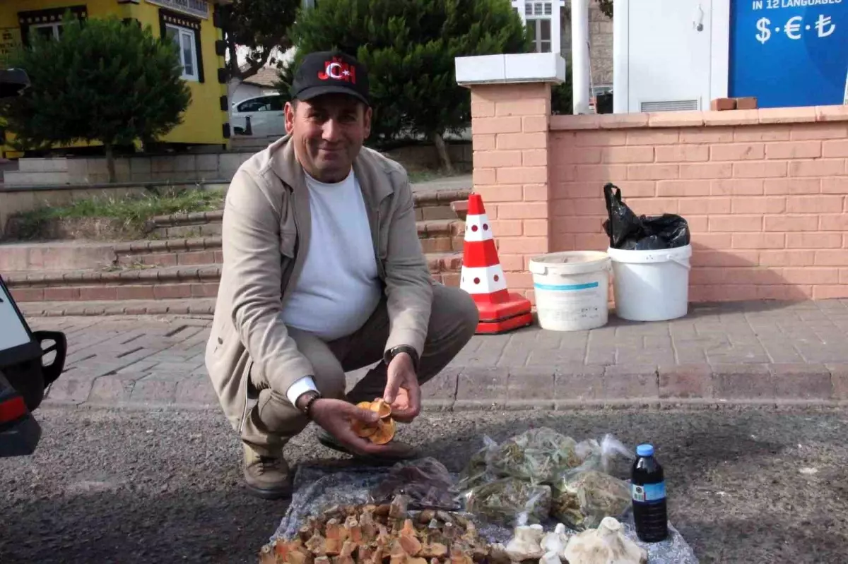 Bozdoğan’da Doğal Mantar Toplama ve Tehlikeleri Uyarısı