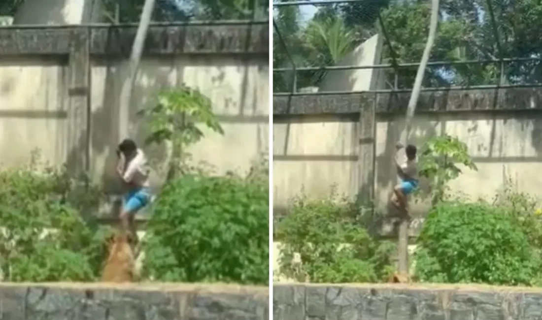 Brezilya Hayvanat Bahçesinde yaşanan