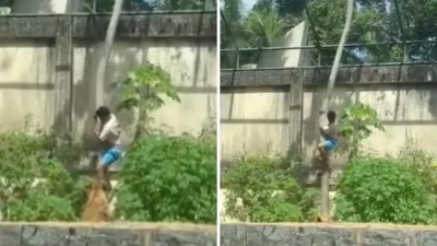 Brezilya Hayvanat Bahçesinde Trajik Aslan Saldırısı Olayı