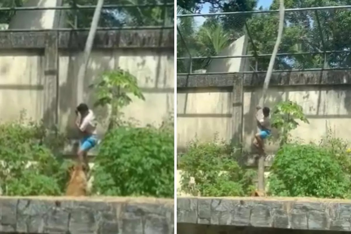 Brezilya Hayvanat Bahçesinde Trajik Aslan Saldırısı Olayı