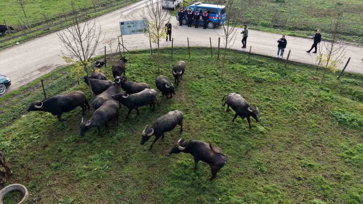 Düzce’de Mandacılığı Güçlendiren Damızlık Boğa Dağıtım Töreni