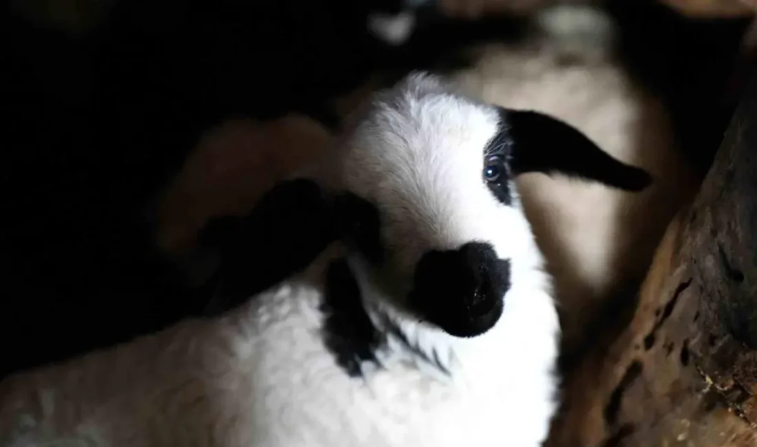 Erzincan'da kuzu doğumlarının sevinci