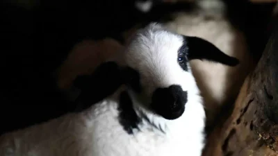 Erzincan’da Kuzu Doğumlarının Sevinci ve Yoğun Mesai Dönemi