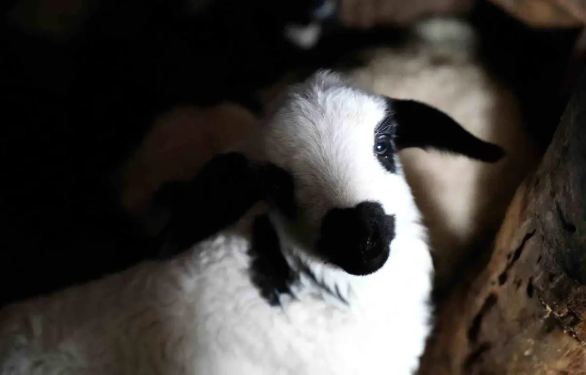 Erzincan’da Kuzu Doğumlarının Sevinci ve Yoğun Mesai Dönemi