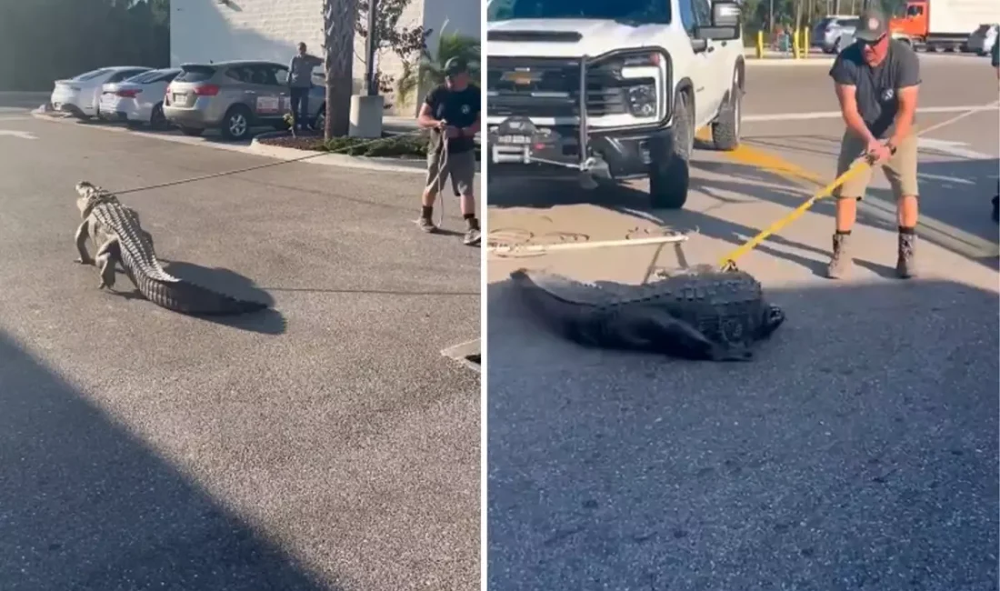 Florida'da dev timsah paniği!