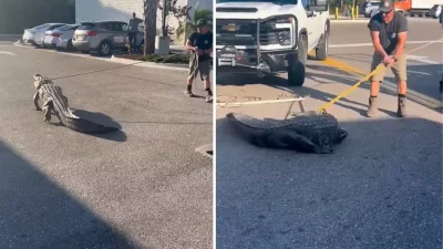 Florida’da Dev Timsah Panik Yarattı: 7-Eleven Önünde Yakalanma Anları