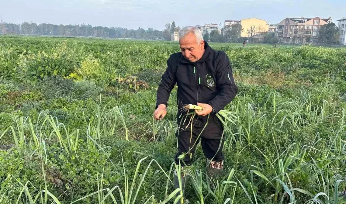 Gazi Tarım'ın doğal sebzeleri