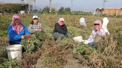 Hatay’da Kuraklık Etkisiyle Yer Fıstığında Hasat Yoğunluğu ve Fiyatlar