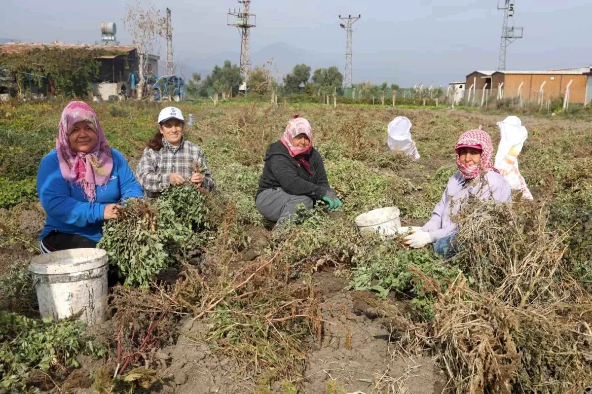 Hatay’da Kuraklık Etkisiyle Yer Fıstığında Hasat Yoğunluğu ve Fiyatlar