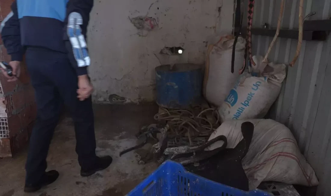 İstanbul'da kaçak at kesimi