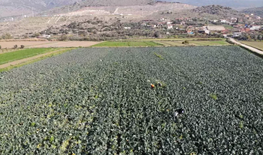 İzmir'in Menemen Ovasında brokoli