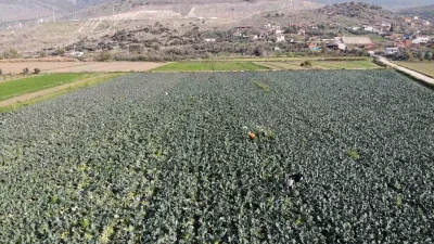 İzmir'in Menemen Ovasında brokoli hasadı
