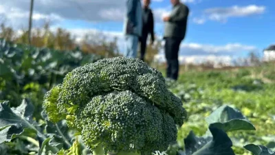 İznik’te Brokoli Üreticileri ve Fiyat Dalgalanmalarının Etkisi