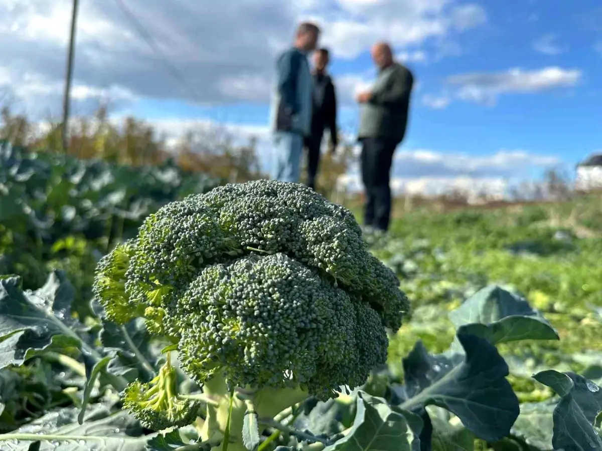 İznik’te Brokoli Üreticileri ve Fiyat Dalgalanmalarının Etkisi