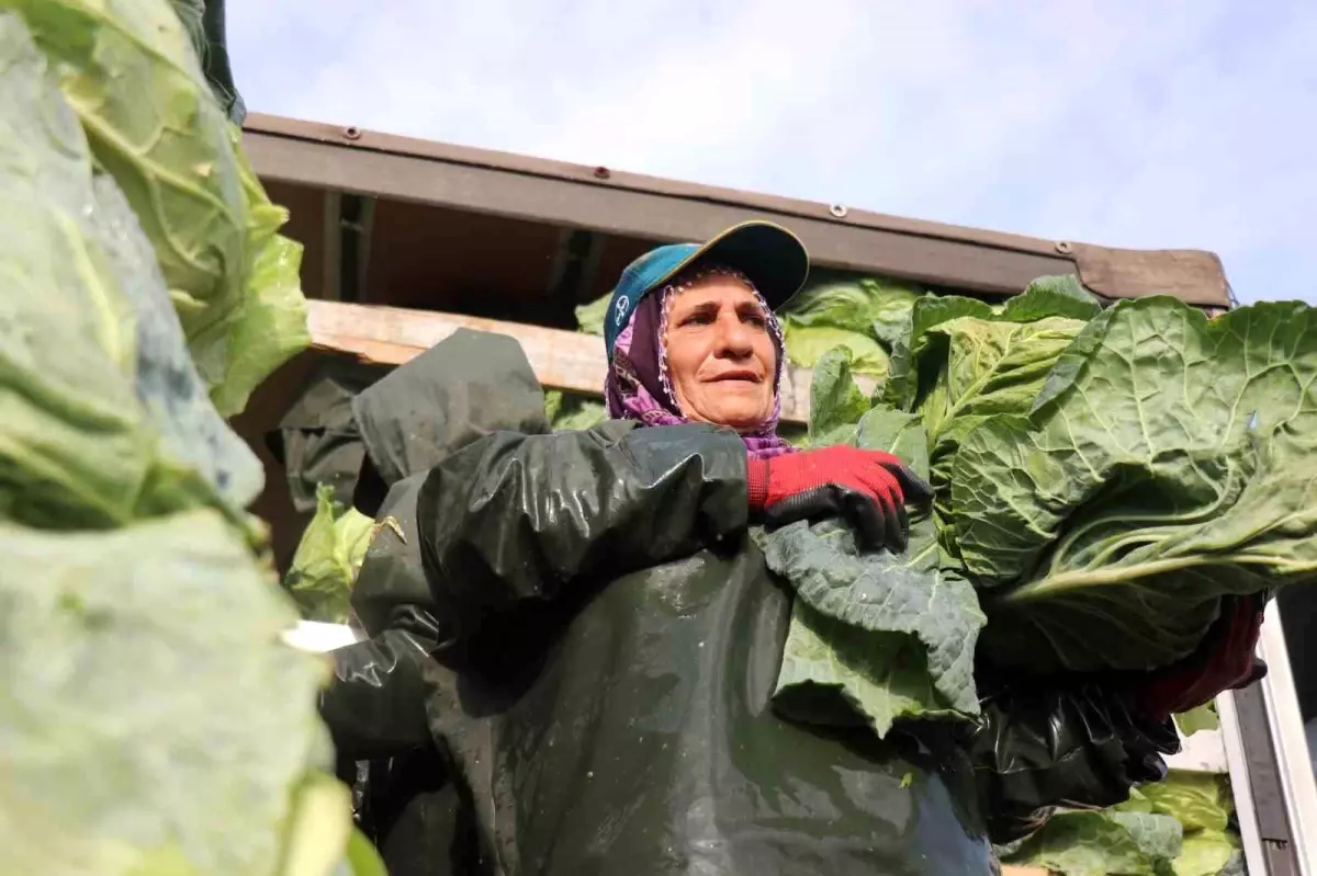 Kadın Emekleriyle Sakarya’nın Tarlalarından Marketlere Taze Ürünler