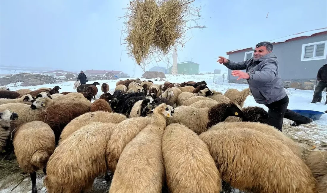 Kars'ta kış koşullarında küçükbaş