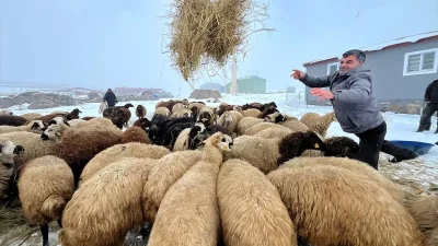 Kars'ta kış koşullarında küçükbaş hayvan