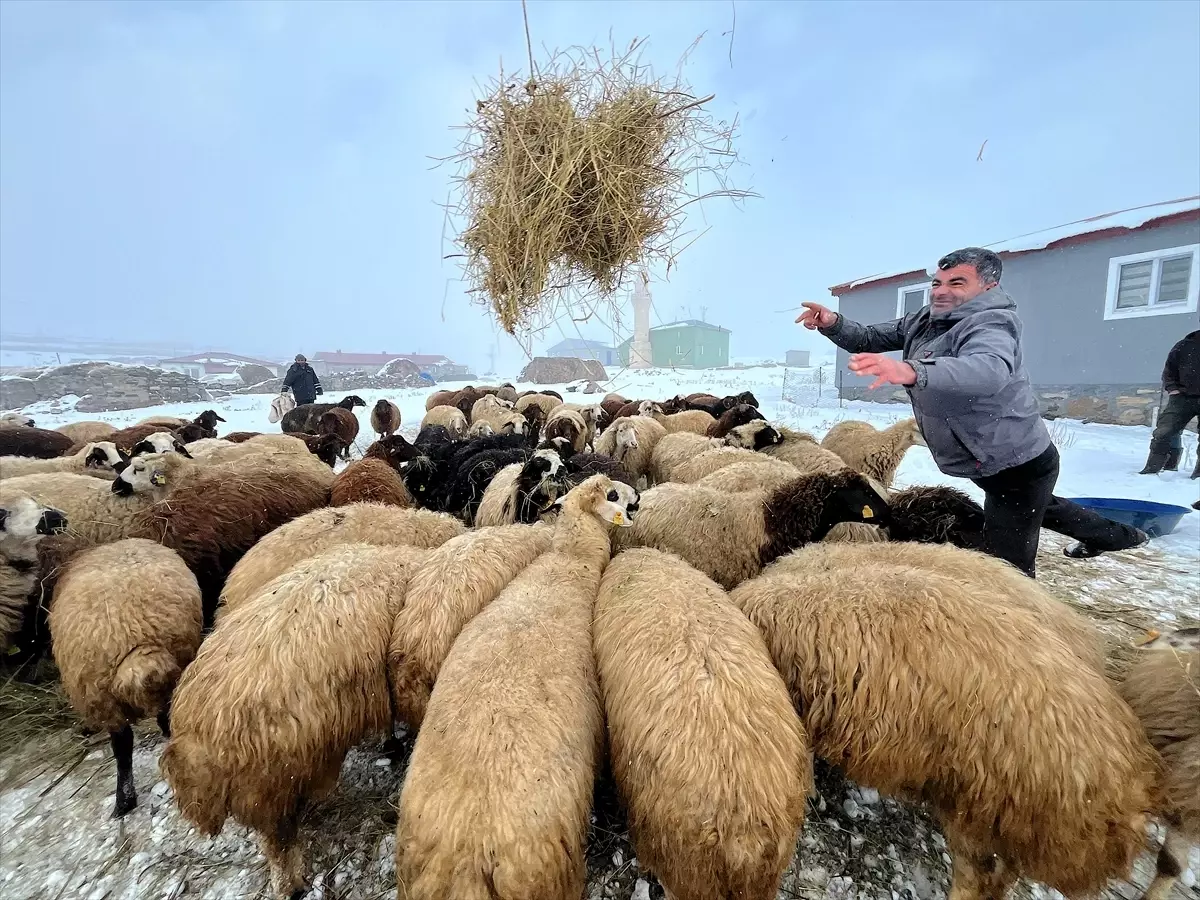 Kars’ta Kış Koşullarında Küçükbaş Hayvan Bakımı ve Zorluklar