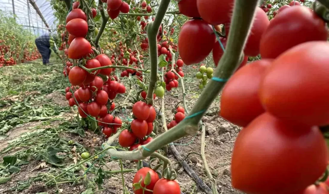 Kasım ayı tarım ürünleri