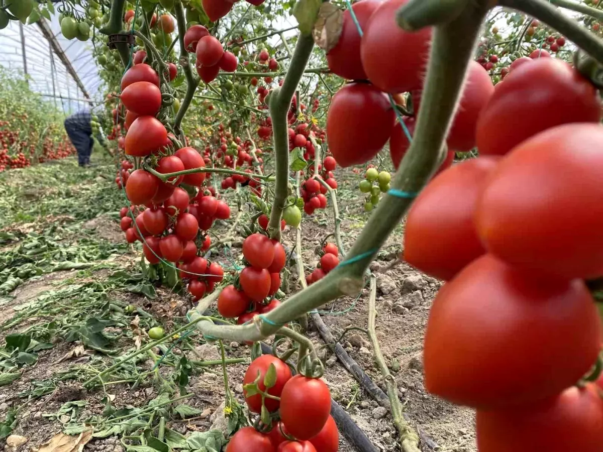 Kasım Ayı Tarım Ürünleri Fiyat ve Miktar Endeksleri Analizi
