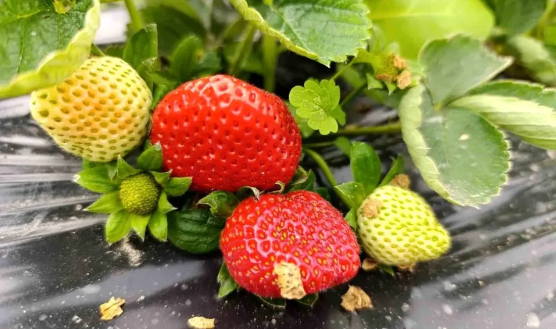 Kış aylarında bile devam