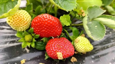 Kış Aylarında Dahi Devam Eden Köprübaşı Çilek Hasadı ve Yükselen Değeri