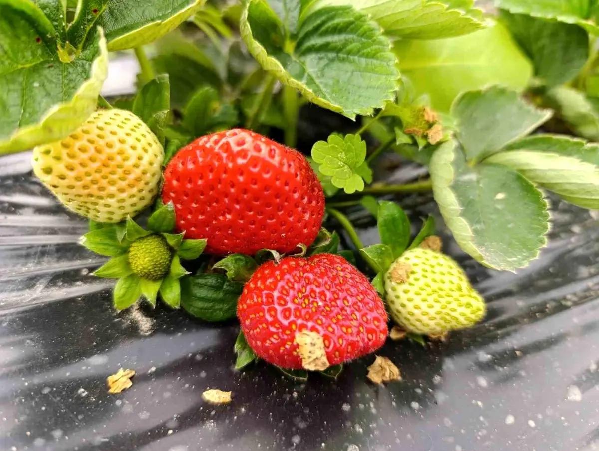 Kış Aylarında Dahi Devam Eden Köprübaşı Çilek Hasadı ve Yükselen Değeri