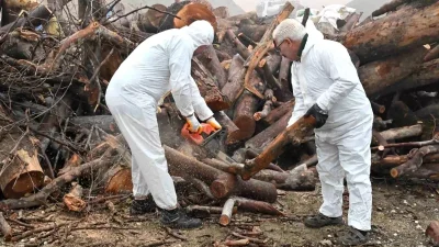Manisa’da Sosyal Destek kapsamında Odun Dağıtımı Başladı