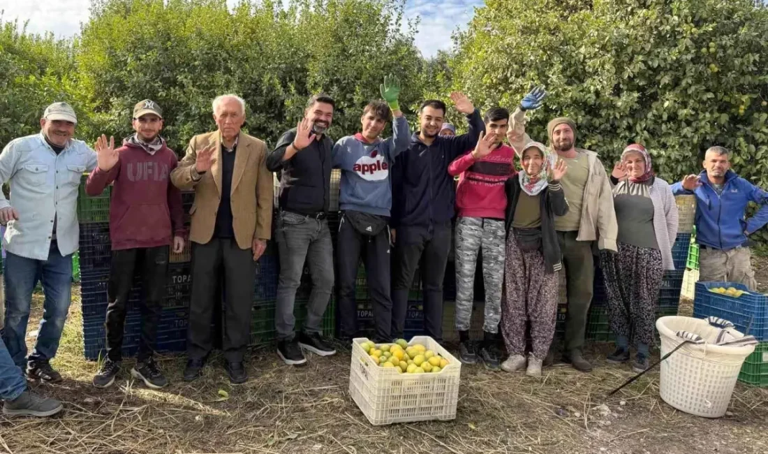 Mersin Erdemli'de limon hasadı