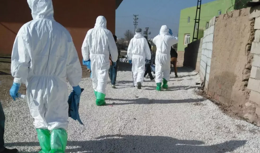 Muğla Milas'ta Şap hastalığı