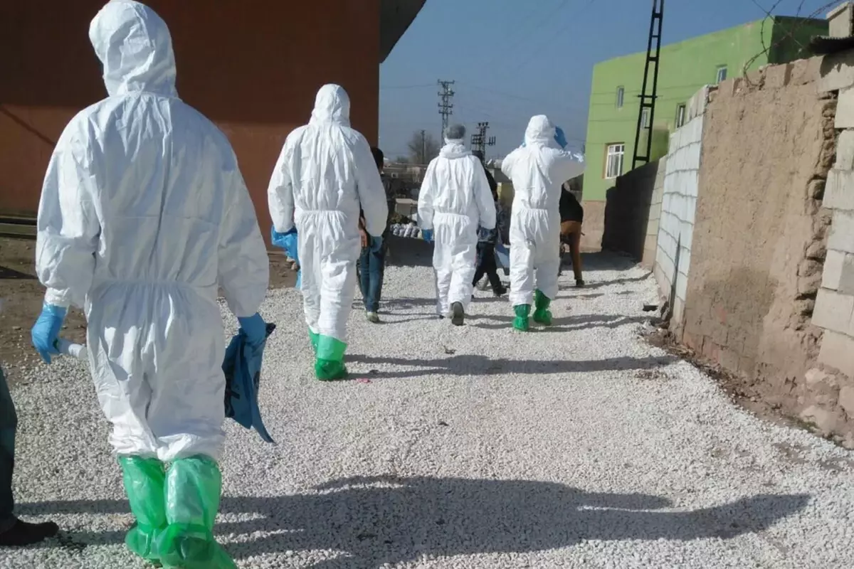 Muğla Milas’ta Şap Hastalığı Nedeniyle Karantina ve Aşılama Çalışmaları Devam Ediyor