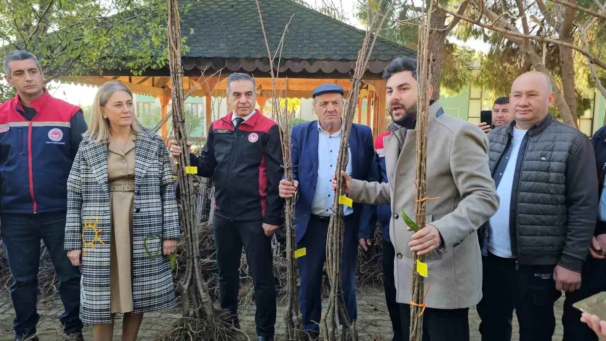 Nazilli’de Hastalıksız ve Yüksek Verimli Kestane Fidanı Dağıtım Etkinliği