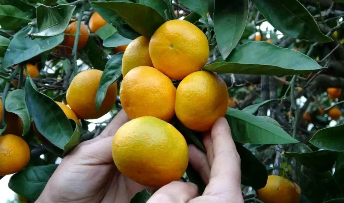 Ordu’da narenciyede hasat coşkusu