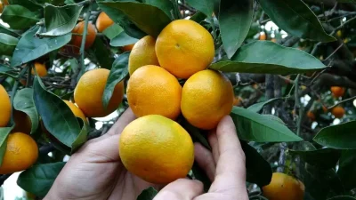 Ordu’da Narenciyede Hasat Coşkusu ve Üretici Destekleri