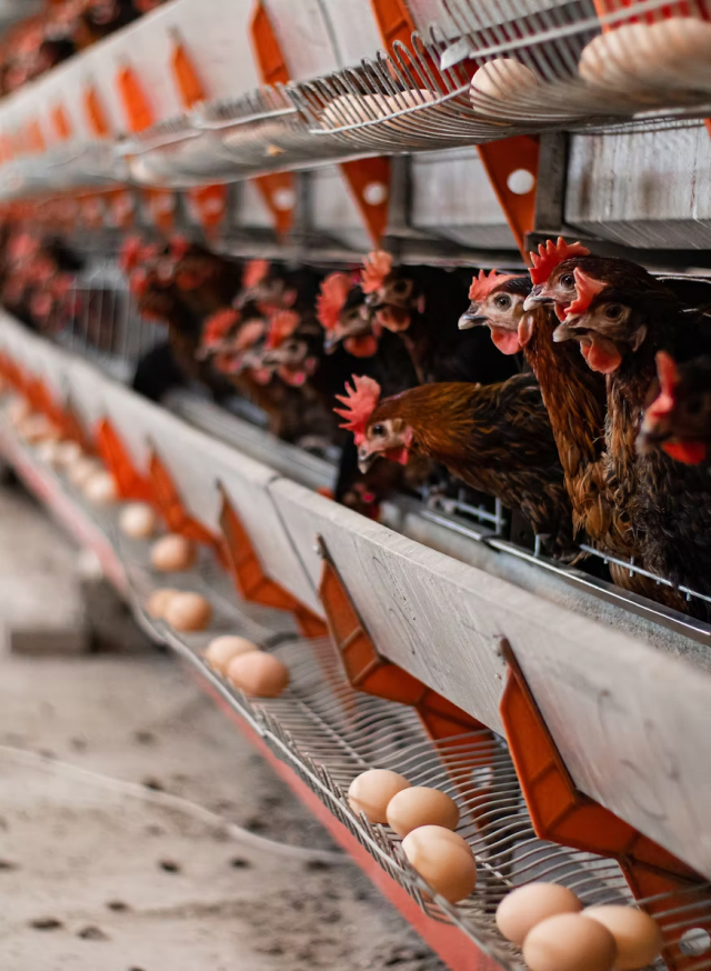 Güçlü sektör ve köklü geçmiş