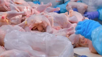 Osmaniye’den Çiftlik Sektörüne Ekonomik Kriz Darbesi: Barış Tavukçuluk Konkordato Başvurusu