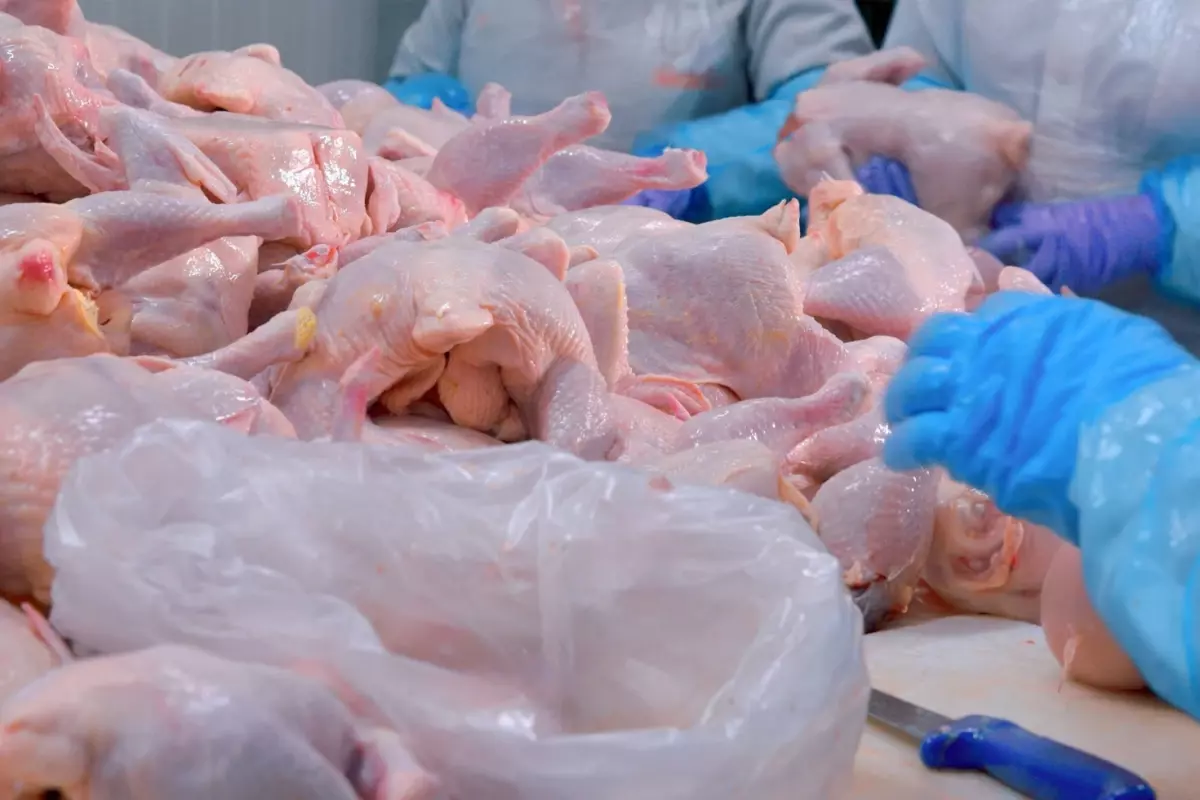 Osmaniye’den Çiftlik Sektörüne Ekonomik Kriz Darbesi: Barış Tavukçuluk Konkordato Başvurusu