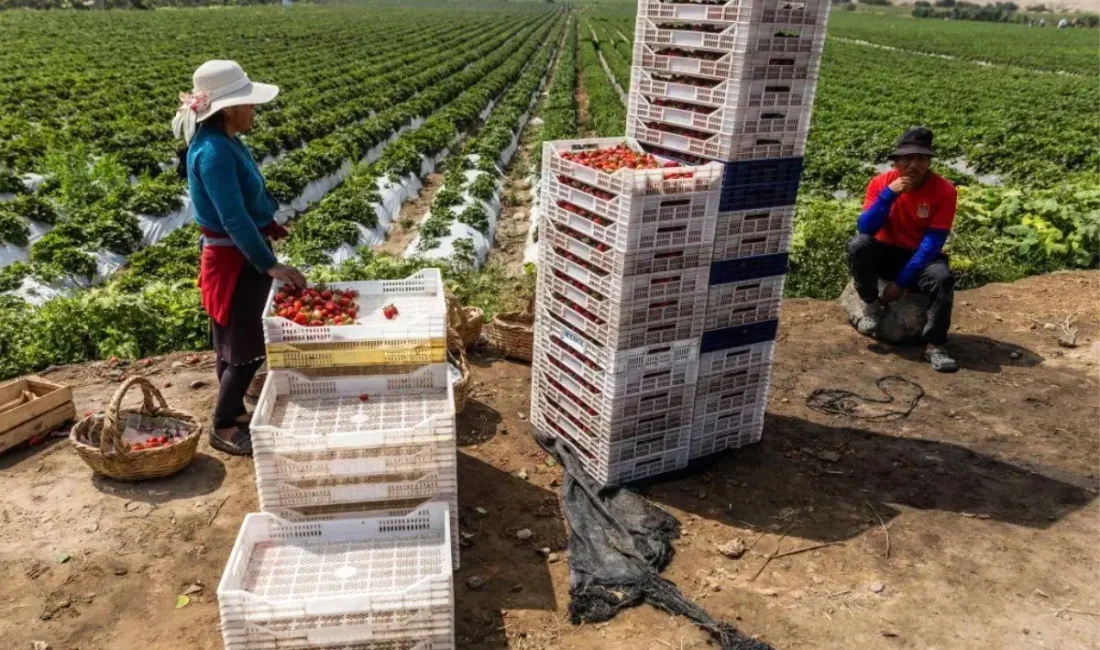 Peru'nun çöl kıyılarından marketlere