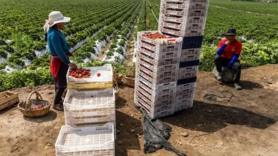 Peru’nun Tarım Yeniden Doğuşu: Çöl Kıyılarından Marketlere Uzanan Hikaye
