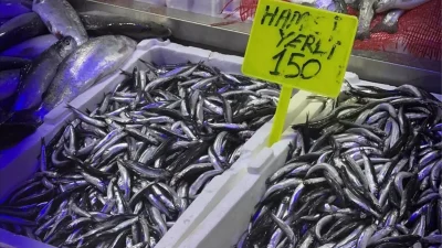 Samsun'da Hamsi fiyatları güncel durumu