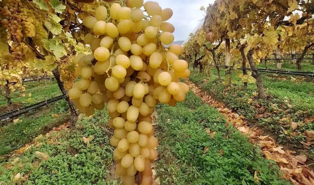 Sarıgöl’de örtü altı üzüm