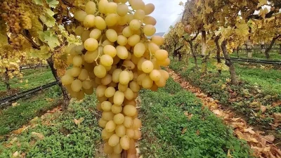 Sarıgöl’de örtü altı üzüm hasadı devam ediyor