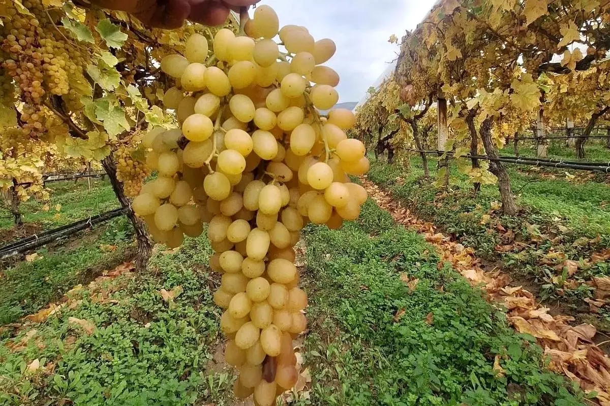 Sarıgöl’de örtü altı üzüm hasadı devam ediyor