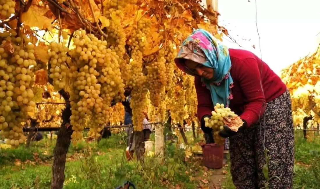Sarıgöl’de üzüm hasadı sonuçları