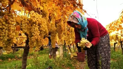 Sarıgöl’de üzüm hasadı sonuçları ve