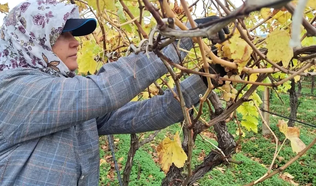 Sarıgöl’de üzüm hasadı sonrası